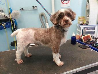 Product - Biscuit Bath & Beyond in Hamilton, OH Pet Care Services