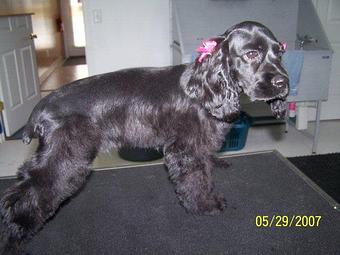 Product - Biscuit Bath & Beyond in Hamilton, OH Pet Care Services