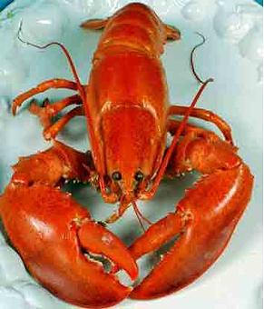 Product: Lobster image - Bite of Boston Restaurant in University City / LaJolla - San Diego, CA American Restaurants