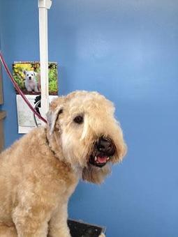 Product - Blooming Tails Dog Grooming in Point Pleasant Boro, NJ Pet Boarding & Grooming