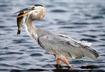 Product - Blue Heron in York, PA American Restaurants