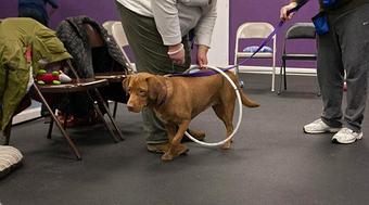 Product - Bluedog in Andover, MA Pet Care Services