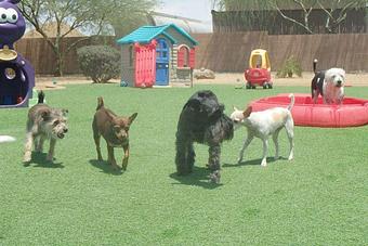 Product - Boulder Falls Pet Resort & Day Spa in Phoenix, AZ Day Spas