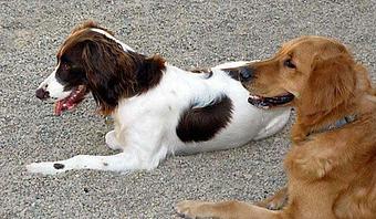 Product - Bzy Feet Kennel in Newport Beach, CA Pet Boarding & Grooming