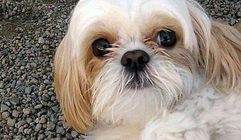 Product - Bzy Feet Kennel in Newport Beach, CA Pet Boarding & Grooming