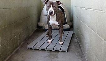 Product - Bzy Feet Kennel in Newport Beach, CA Pet Boarding & Grooming