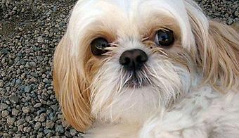 Product - Bzy Feet Kennel in Newport Beach, CA Pet Boarding & Grooming