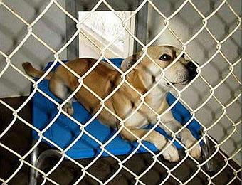 Product - Bzy Feet Kennel in Newport Beach, CA Pet Boarding & Grooming
