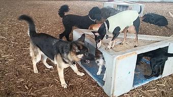 Product - Canine Behavior Center, in Seattle, WA Physicians & Surgeons