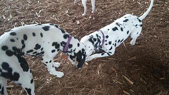 Product - Canine Behavior Center, in Seattle, WA Physicians & Surgeons