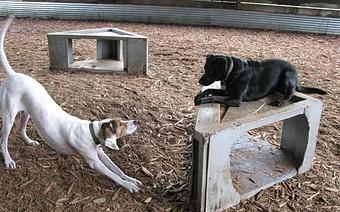 Product - Canine Behavior Center, in Seattle, WA Physicians & Surgeons