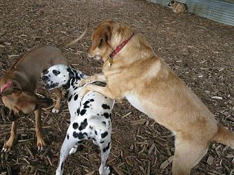 Product - Canine Behavior Center, in Seattle, WA Physicians & Surgeons