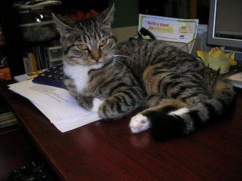 Product - Canine Crossing in Ham Lake, MN Pet Boarding & Grooming