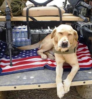 Product - Canine Crossing in Ham Lake, MN Pet Boarding & Grooming