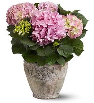 Product - Clinton Flower Garden P in Clinton, MD Florists