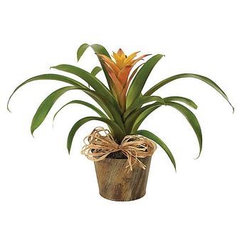 Product - Clinton Flower Garden P in Clinton, MD Florists