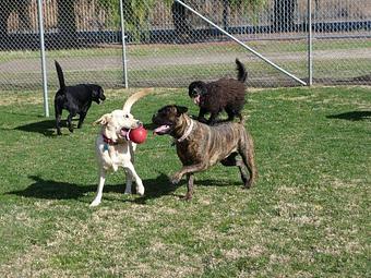 Product - Country Kennels in Murrieta, CA Pet Boarding & Grooming