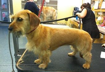 Product - Country Kennels in Murrieta, CA Pet Boarding & Grooming