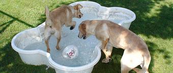 Product - Country Kennels in Murrieta, CA Pet Boarding & Grooming