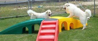 Product - Country Kennels in Murrieta, CA Pet Boarding & Grooming