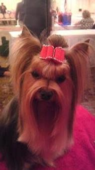 Product - Creative Dog Grooming in Palm Desert, CA Pet Boarding & Grooming