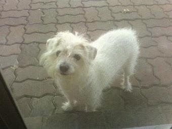 Product - Critter Sitter Connection in Greater Kansas City Area - Kansas City, MO Pet Care Services