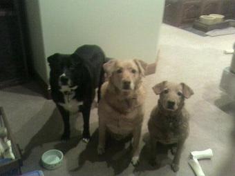 Product - Critter Sitter Connection in Greater Kansas City Area - Kansas City, MO Pet Care Services