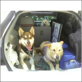 Product - Critter Sitter Connection in Greater Kansas City Area - Kansas City, MO Pet Care Services