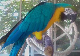 Product - Critter Sitter Connection in Greater Kansas City Area - Kansas City, MO Pet Care Services