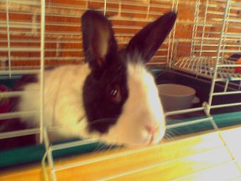 Product - Critter Sitter Connection in Greater Kansas City Area - Kansas City, MO Pet Care Services