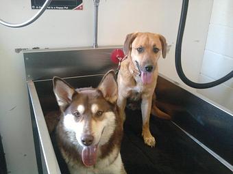 Product - Critter Sitter Connection in Greater Kansas City Area - Kansas City, MO Pet Care Services