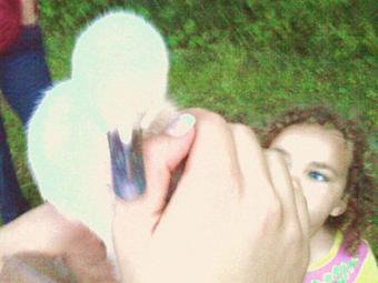 Product - Critter Sitter Connection in Greater Kansas City Area - Kansas City, MO Pet Care Services