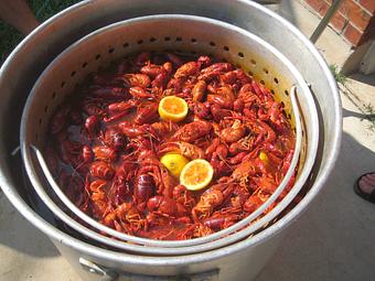 Product: Hot Boiled Crawfish! - Cypress Grill in Western Oaks, Circle C, Sendera, Westcreek, Legend Oaks - Austin, TX Cajun & Creole Restaurant