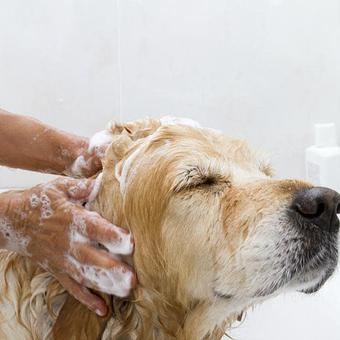 Product - Daley Care in Medford, MA Pet Care Services