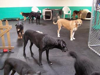Product - Dawg House in Tucson, AZ Restaurants/Food & Dining