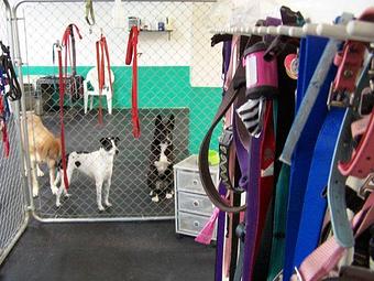 Product - Dawg House in Tucson, AZ Restaurants/Food & Dining
