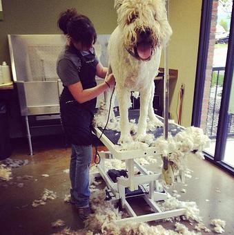 Product - Dee o Gee in Bozeman, MT Pet Care Services