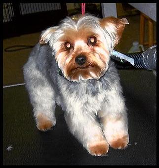 Product - Deschutes Dog Salon in Bend, OR Pet Boarding & Grooming