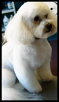Product - Deschutes Dog Salon in Bend, OR Pet Boarding & Grooming