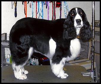 Product - Deschutes Dog Salon in Bend, OR Pet Boarding & Grooming
