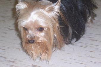 Product - Designer Dogs in Hughesville, MD Hamburger Restaurants