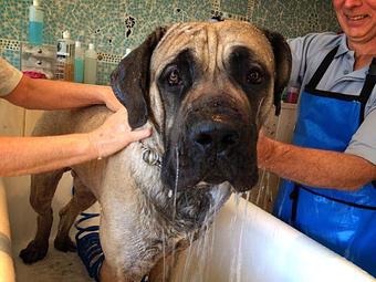 Product - Dirty Dog Wash in Downtown Huntington Beach - Huntington Beach, CA Pet Boarding & Grooming