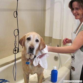 Product - Dog Beach Dog Wash in San Diego, CA Pet Boarding & Grooming