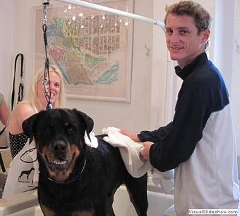 Product - Dog Beach Dog Wash in San Diego, CA Pet Boarding & Grooming