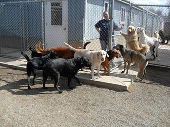 Product - Dog Holiday Kennel in Holley, NY Pet Boarding & Grooming