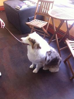 Product - Dog Holliday Grooming in Englewood, CO Pet Boarding & Grooming