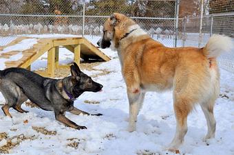 Product - Dog On Inn in Augusta, MI Pet Boarding & Grooming