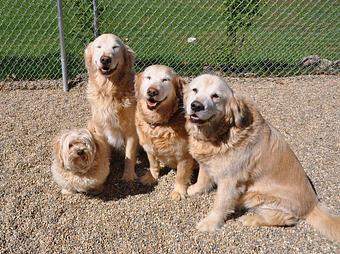 Product - Dog On Inn in Augusta, MI Pet Boarding & Grooming