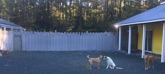 Product - Doggie Spa & Day Care in Chapel Hill, NC Child Care & Day Care Services