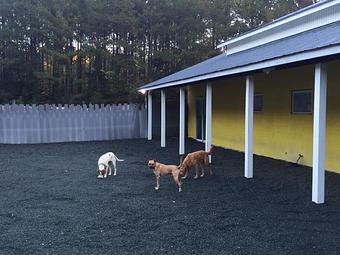 Product - Doggie Spa & Day Care in Chapel Hill, NC Child Care & Day Care Services